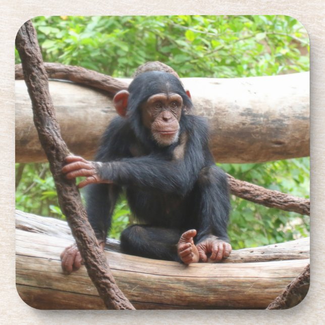 Chimpanzee 001 coaster (Front)