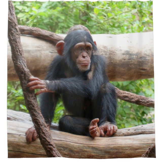 Chimpanzee 001 shower curtain (Front)