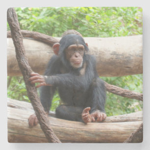 Chimpanzee 001 stone coaster