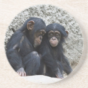 Chimpanzee 002 coaster