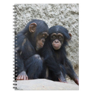 Chimpanzee 002 notebook