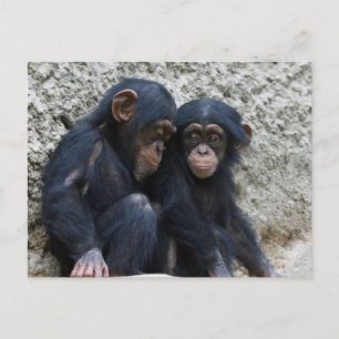 Chimpanzee 002 postcard