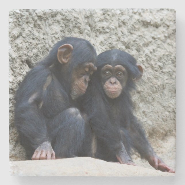 Chimpanzee 002 stone coaster (Front)