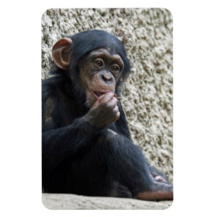 Chimpanzee 013 magnet