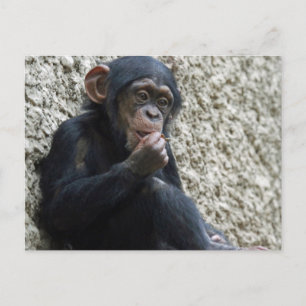 Chimpanzee 013 postcard