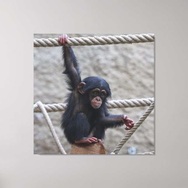 Chimpanzee 017 canvas print (Front)