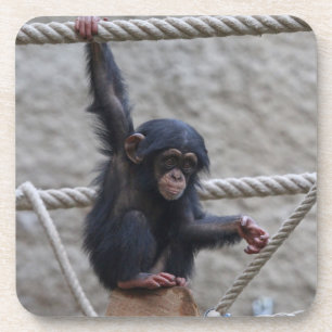 Chimpanzee 017 coaster