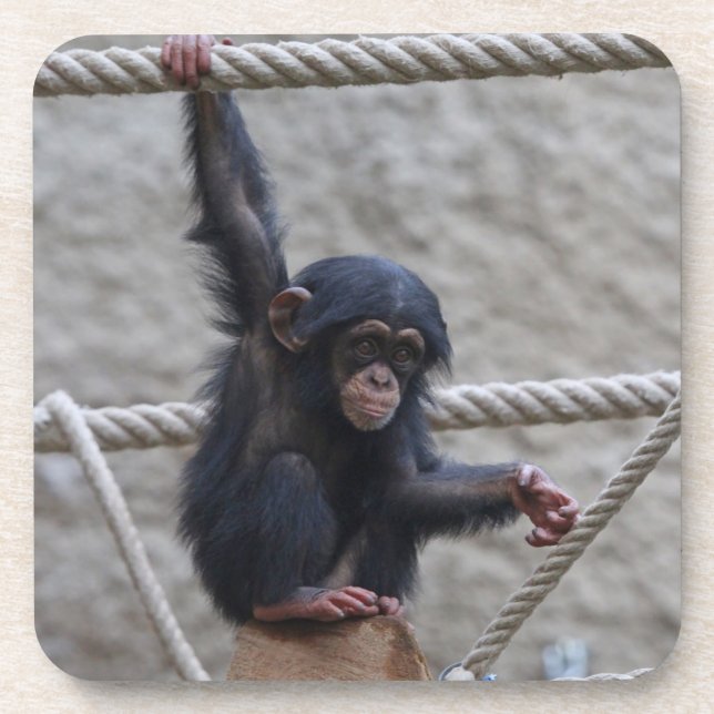 Chimpanzee 017 coaster (Front)
