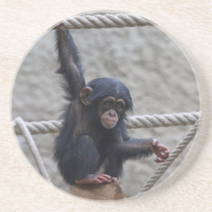 Chimpanzee 017 coaster