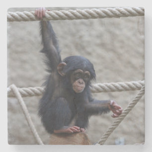 Chimpanzee 017 stone coaster