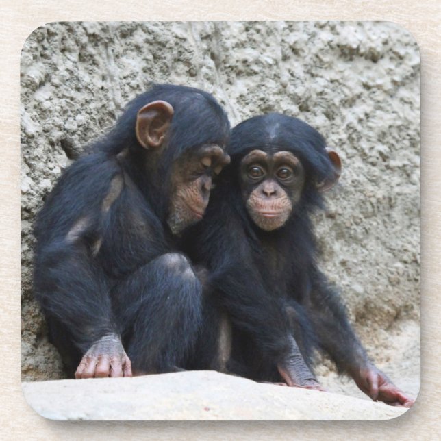 Chimpanzee 022 coaster (Front)