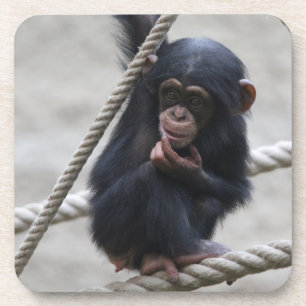 Chimpanzee 030 coaster