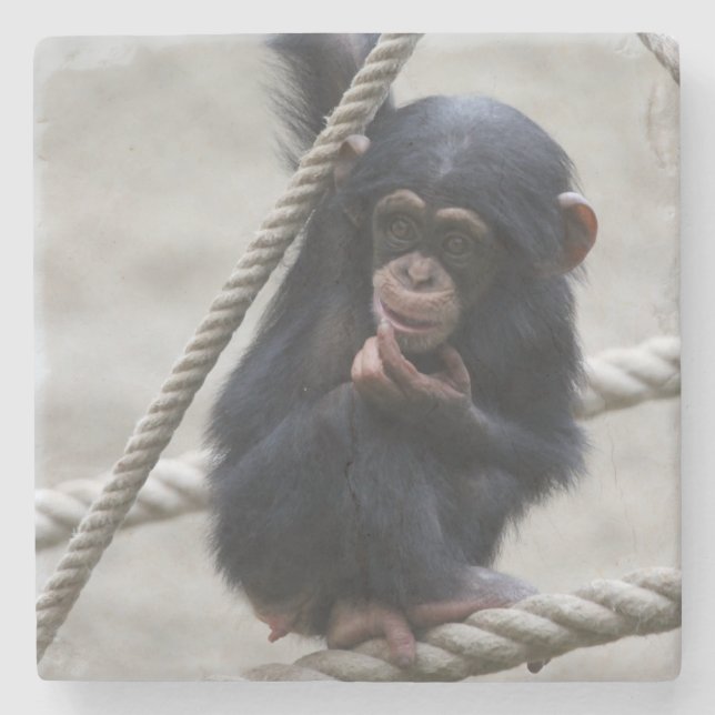 Chimpanzee 030 stone coaster (Front)