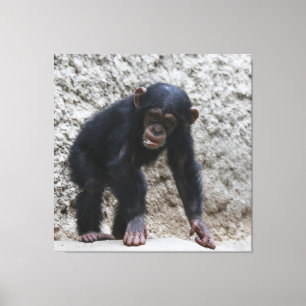 Chimpanzee 031 canvas print