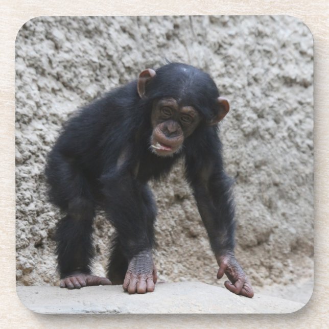 Chimpanzee 031 coaster (Front)