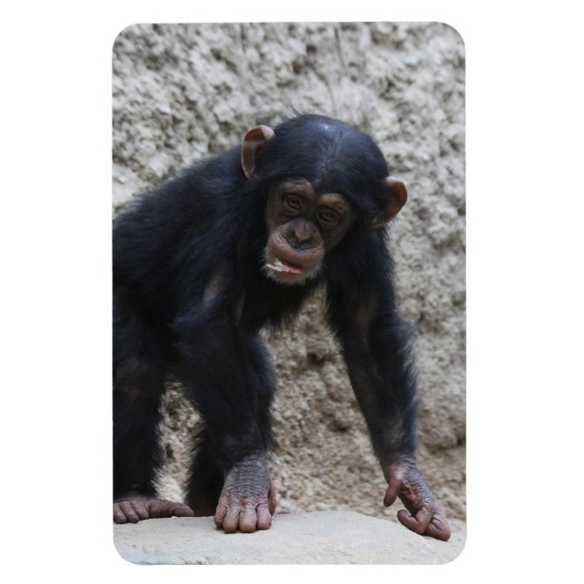 Chimpanzee 031 magnet (Vertical)