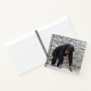 Chimpanzee 031 notebook