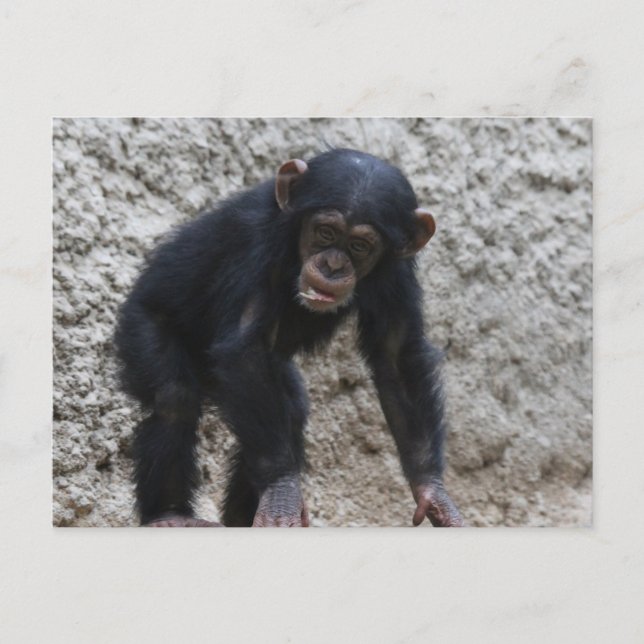 Chimpanzee 031 postcard (Front)