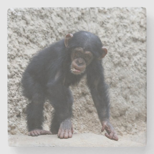Chimpanzee 031 stone coaster (Front)
