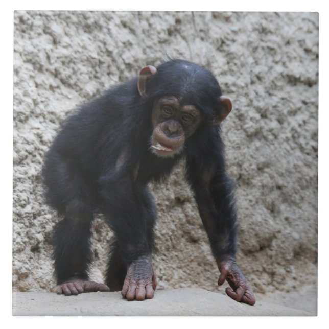 Chimpanzee 031 tile (Front)