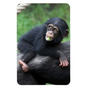 Chimpanzee 032 magnet