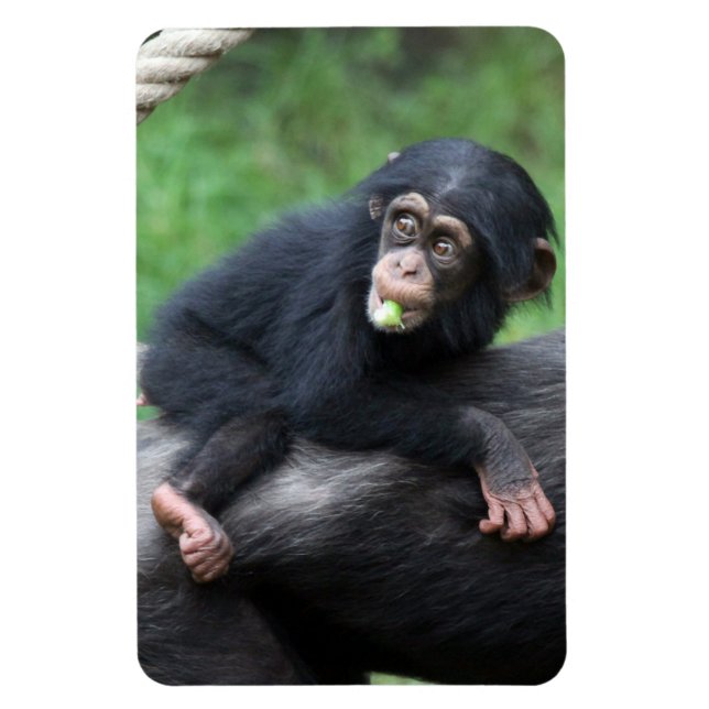 Chimpanzee 032 magnet (Vertical)