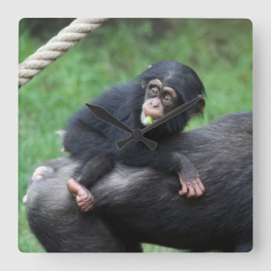 Chimpanzee 032 square wall clock