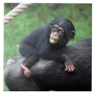 Chimpanzee 032 tile