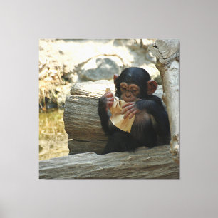 Chimpanzee_2015_0101 Canvas Print