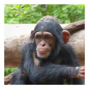 Chimpanzee_2015_0504 Photo Print