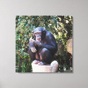 Chimpanzee animal canvas print