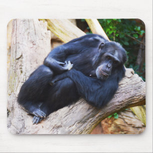 Chimpanzee animal mouse mat