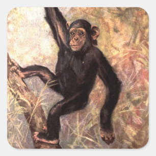 Chimpanzee by CE Swan, Vintage Wild Jungle Animals Square Sticker