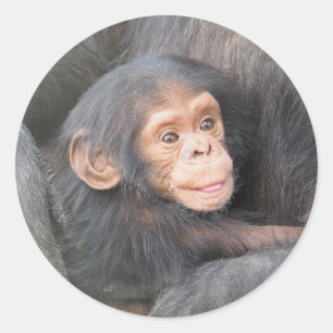 Chimpanzee Classic Round Sticker