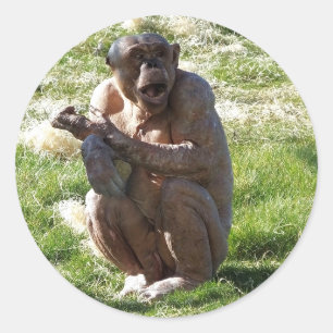 CHIMPANZEE CLASSIC ROUND STICKER