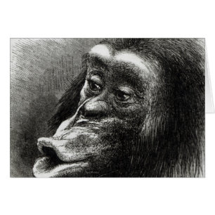 Chimpanzee Disappointed and Sulky