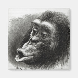 Chimpanzee Disappointed and Sulky Magnet