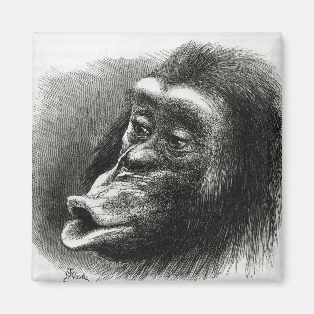Chimpanzee Disappointed and Sulky Magnet (Front)