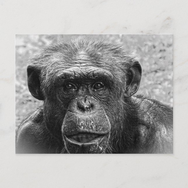 Chimpanzee Face, Great Character, Black and White Postcard (Front)
