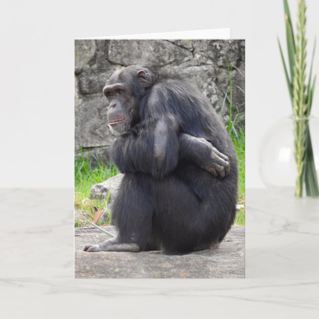 Chimpanzee Greeting Card (Front)