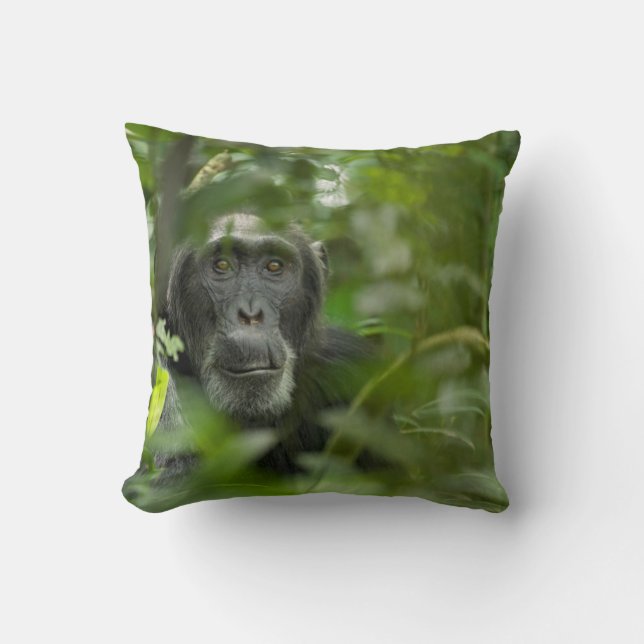 Chimpanzee Hidden Amongst Vegetation Cushion (Front)