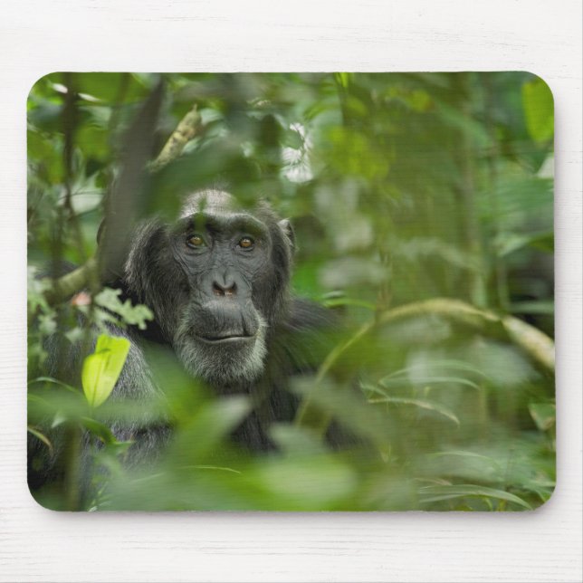 Chimpanzee Hidden Amongst Vegetation Mouse Mat (Front)