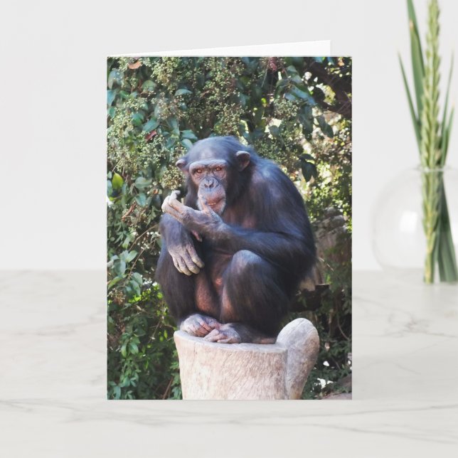 Chimpanzee Holiday Card (Front)