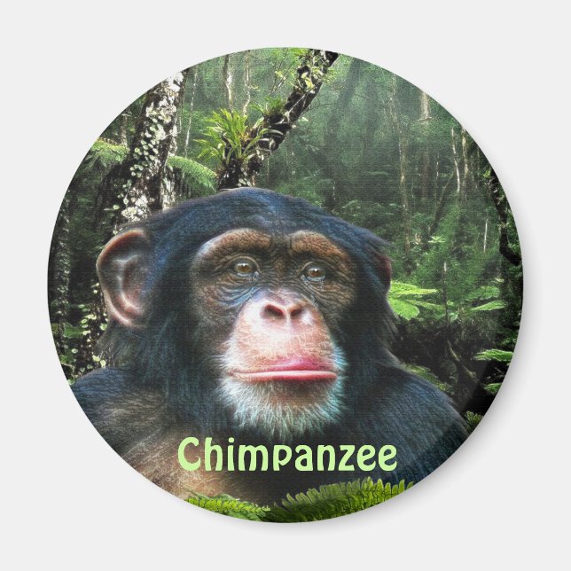 CHIMPANZEE & JUNGLE Primate Wildlife Art Magnet (Front)