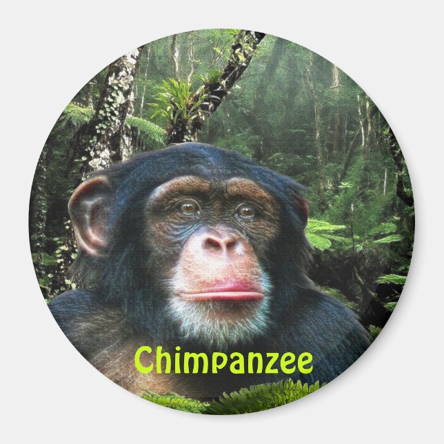 CHIMPANZEE & JUNGLE Primate Wildlife Art Magnet (Front)