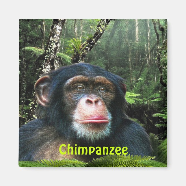 CHIMPANZEE & JUNGLE Primate Wildlife Art Magnet (Front)