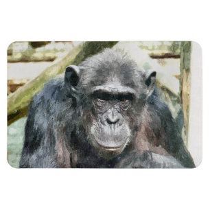 CHIMPANZEE MAGNET