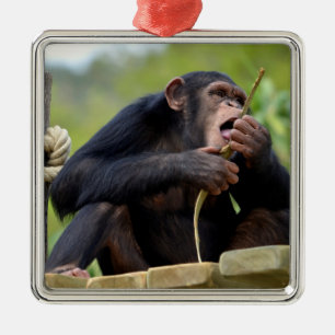 Chimpanzee on plank and eating a bark tree postcar metal tree decoration