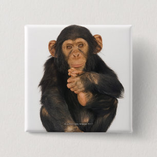 Chimpanzee (Pan troglodytes) 15 Cm Square Badge
