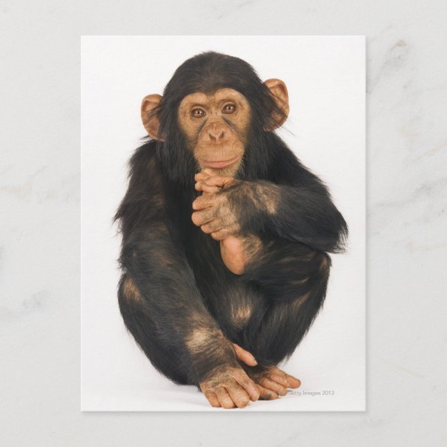 Chimpanzee (Pan troglodytes) Postcard (Front)